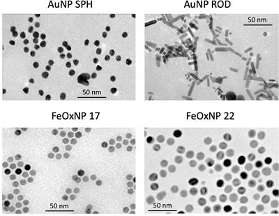 Personalised Profiling of Innate Immune Memory Induced by Nano-Imaging Particles in Human Monocytes